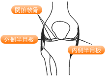 膝を正面から見た図