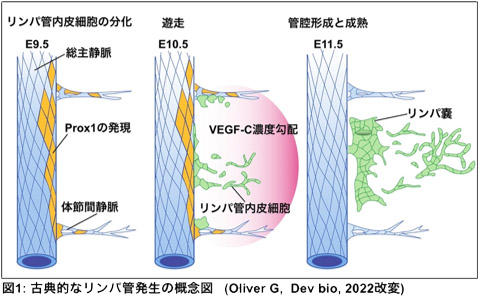 三重大学大学院医学系研究科・医学部 | 修復再生病理学丸山和晃