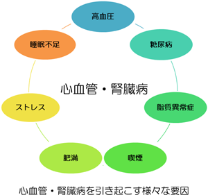 心血管・腎臓病を引き起こす様々な要因