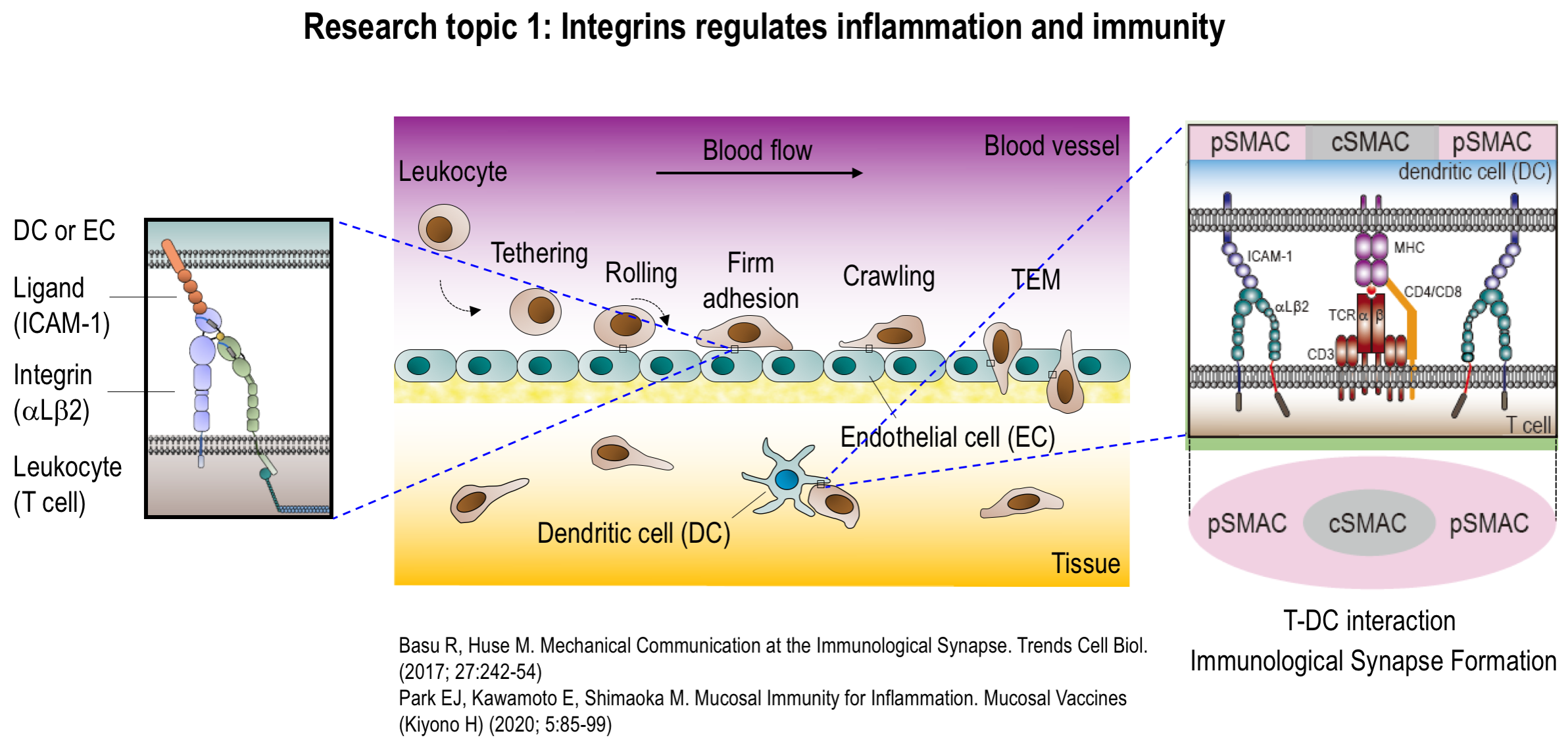 Research topic 1: Integrins regulates inflammation and immunity