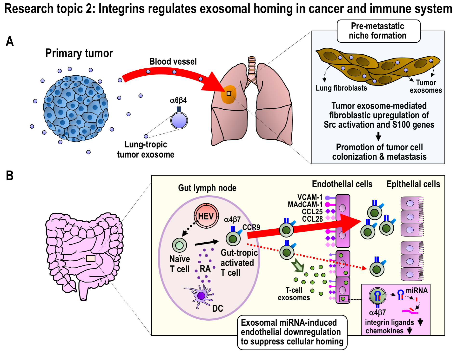 Research topic 2: Integrins regulates exosomal homing in cancer and immune system