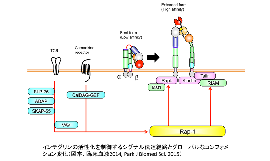 インテグリンの活性化を制御するシグナル伝達経路とグローバルなコンフォメーション変化