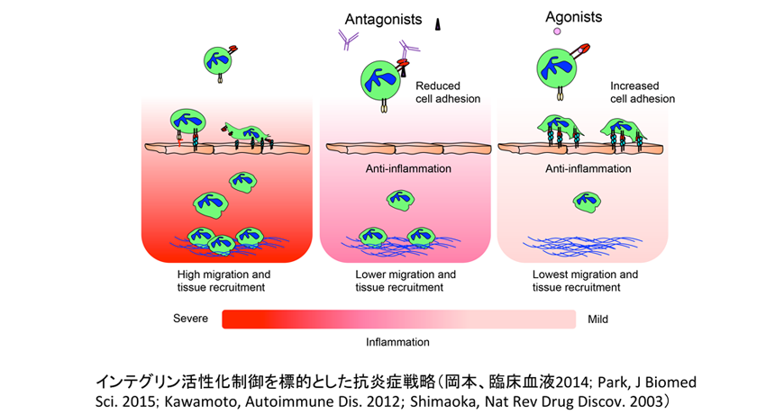 インテグリン活性化制御を標的とした抗炎症戦略