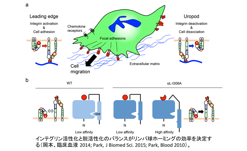 インテグリン活性化と脱活性化のバランスがリンパ球ホーミングの効率を決定する