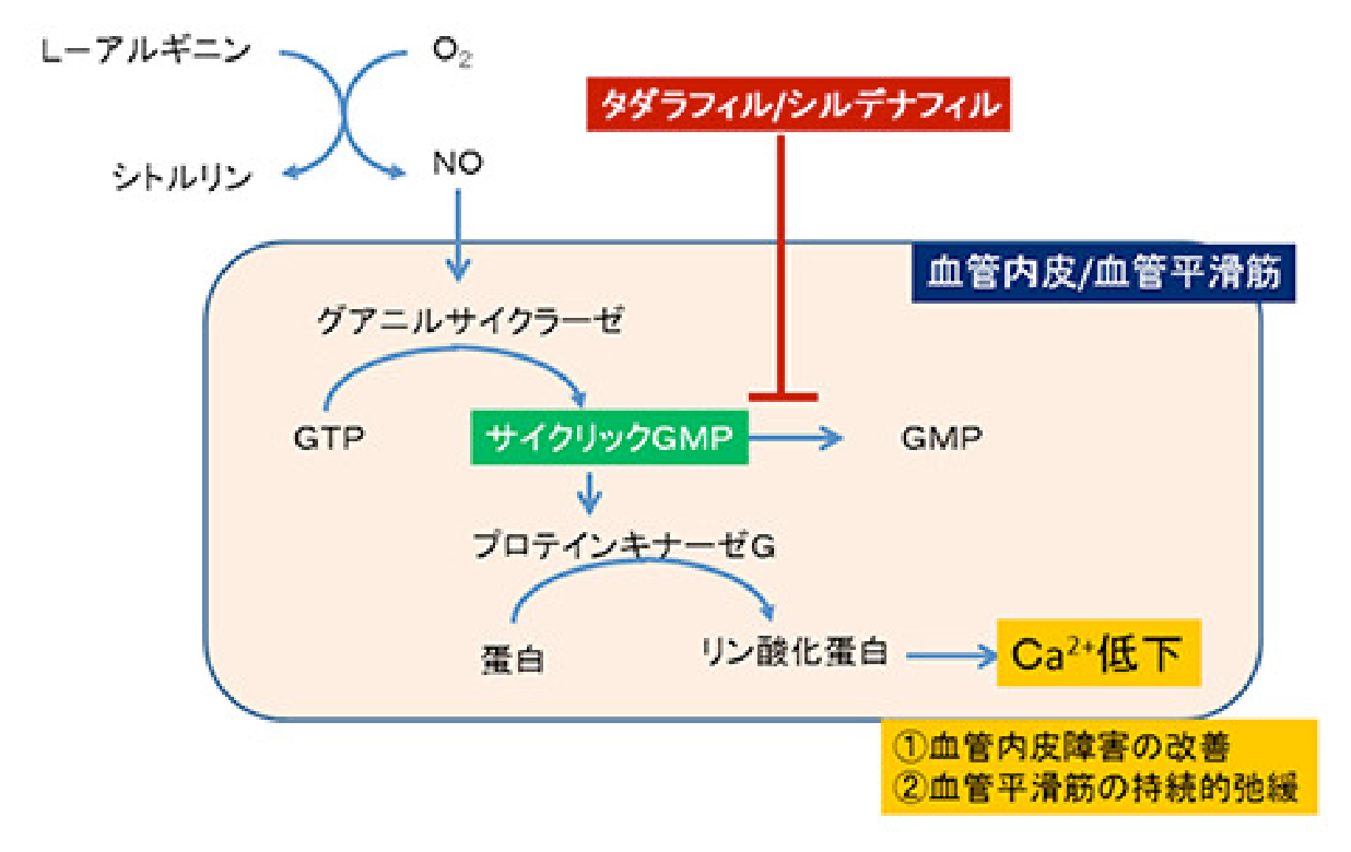 タダラフィル・シルデナフィルの⾎管内⽪と⾎管平滑筋への機序